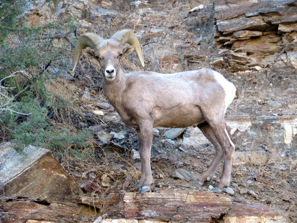Oct. 29, 2017 - Bighorn Sheep near the trail.