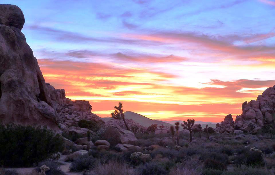 Joshua Tree Sunset