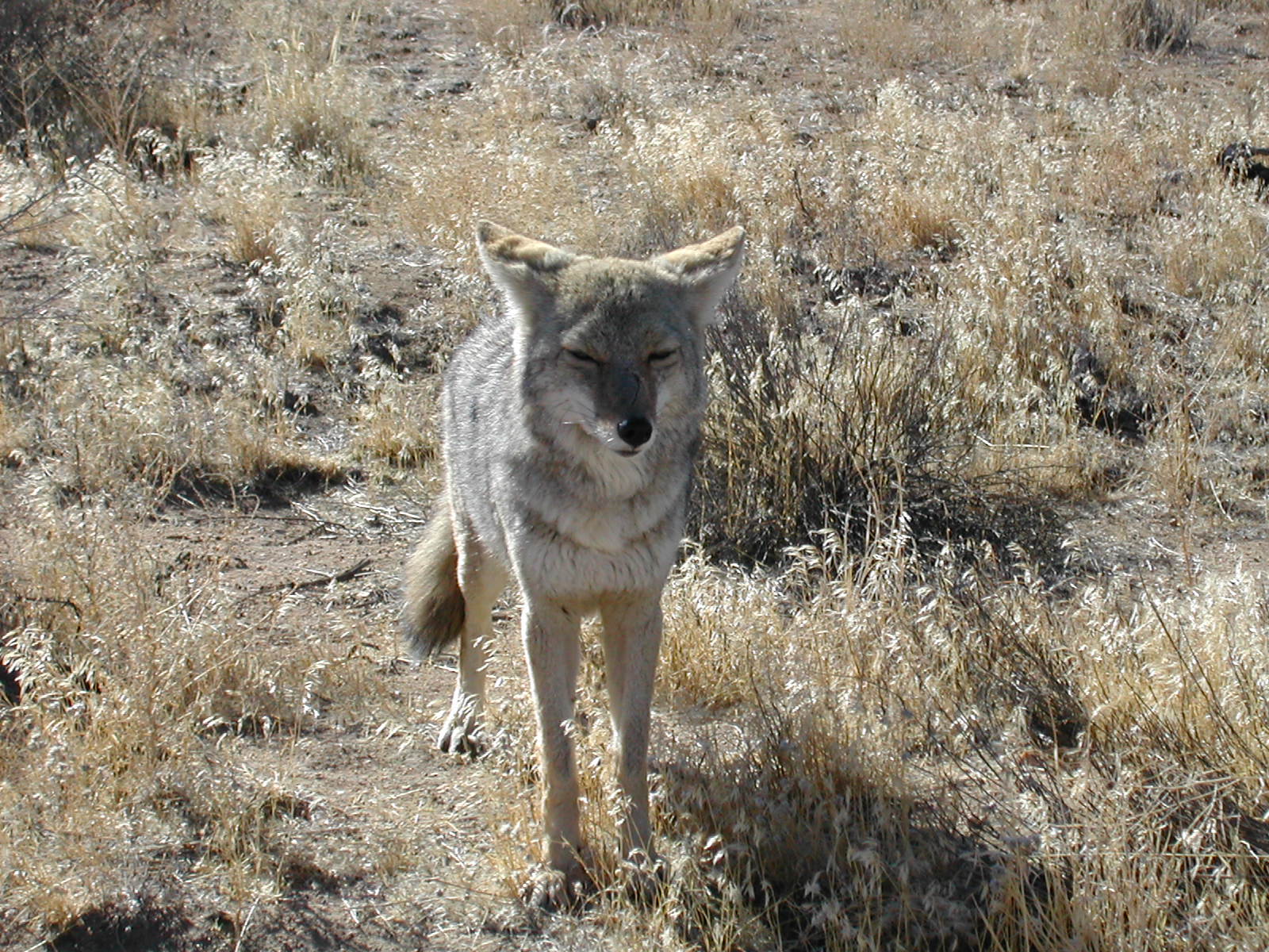 Dec. 22, 2001 - Coyote in Joshua Tree National Park.