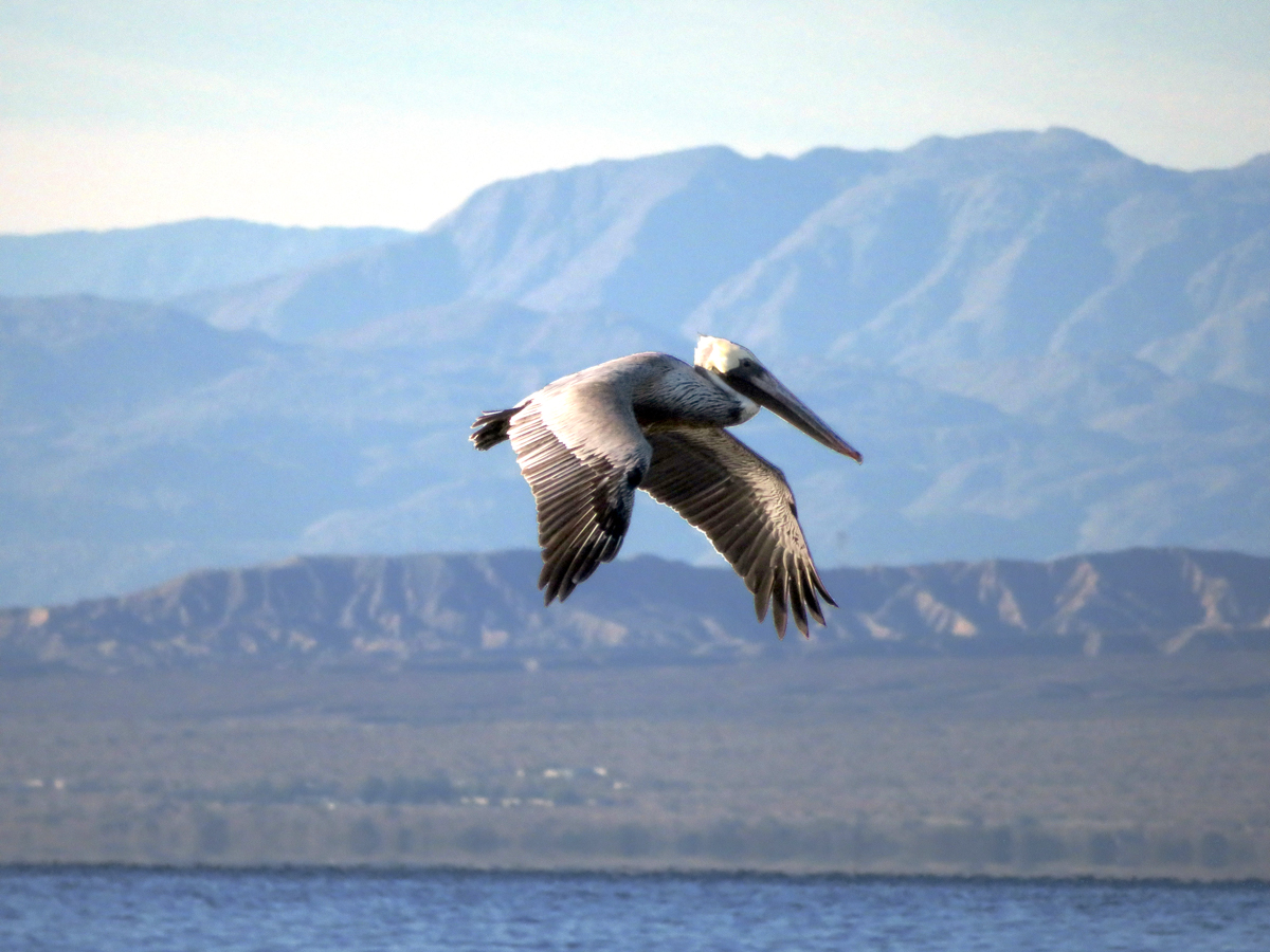 Pelican flying over the Salton Sea