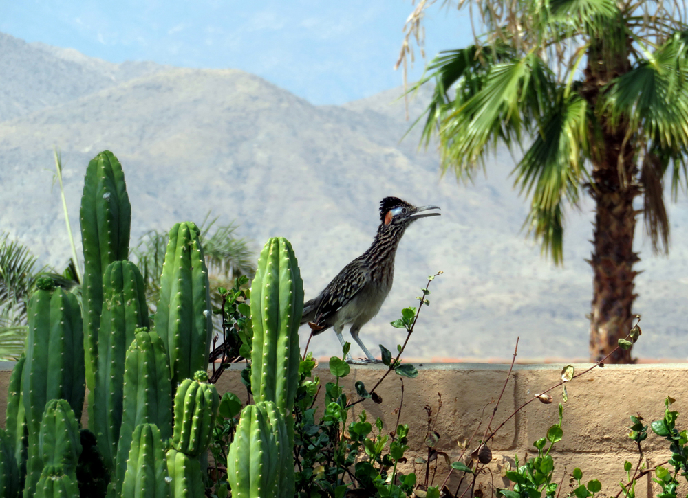 A Roadrunner in my backyard.