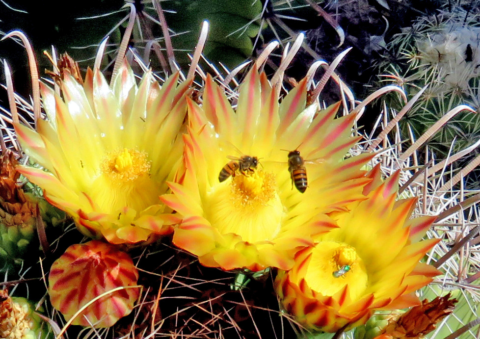 Oct. 6, 2022 - Bees on Flowers at the Desert Botanical Garden in Phoenix