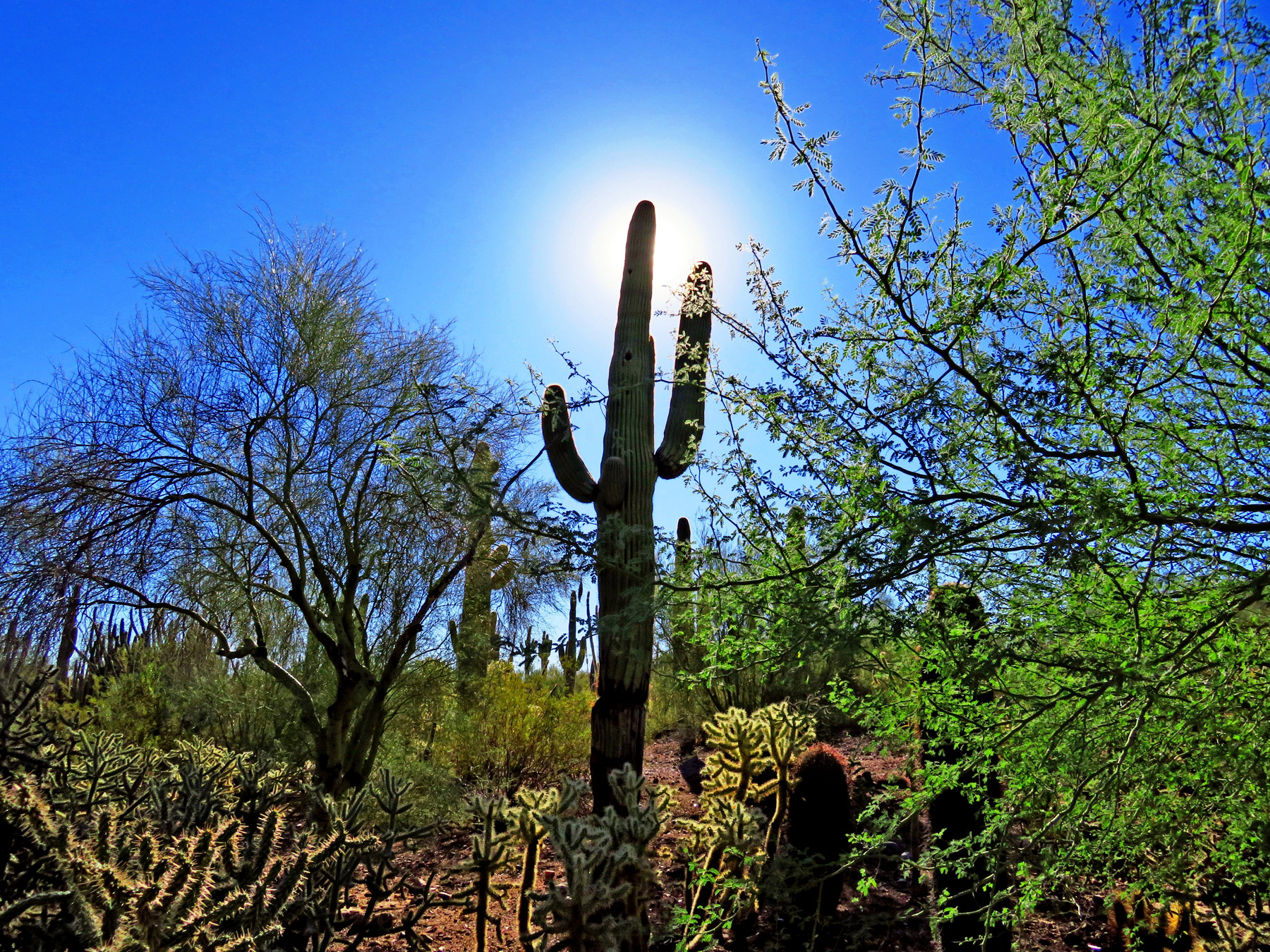 Oct. 6, 2022 - Saguaro Cactus at the Desert Botanical Garden in Phoenix