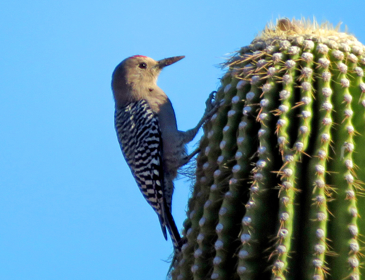 Oct. 6, 2022 - Gila Woodpecker at the Desert Botanical Garden in Phoenix