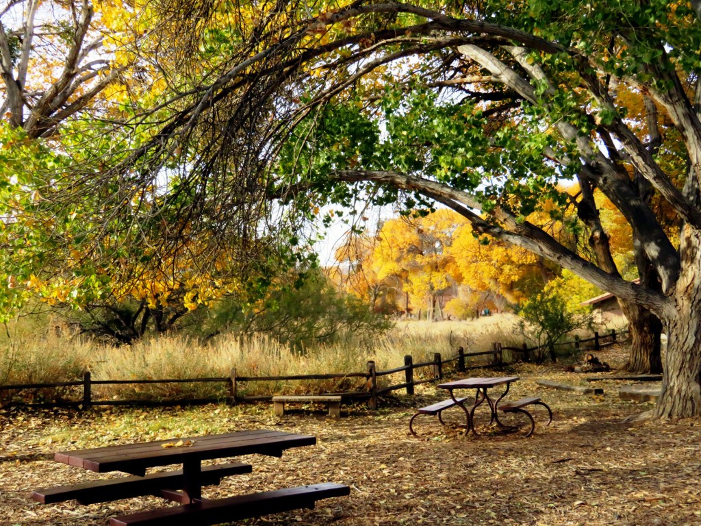 Big Morongo Canyon Preserve - Dec. 5, 2022