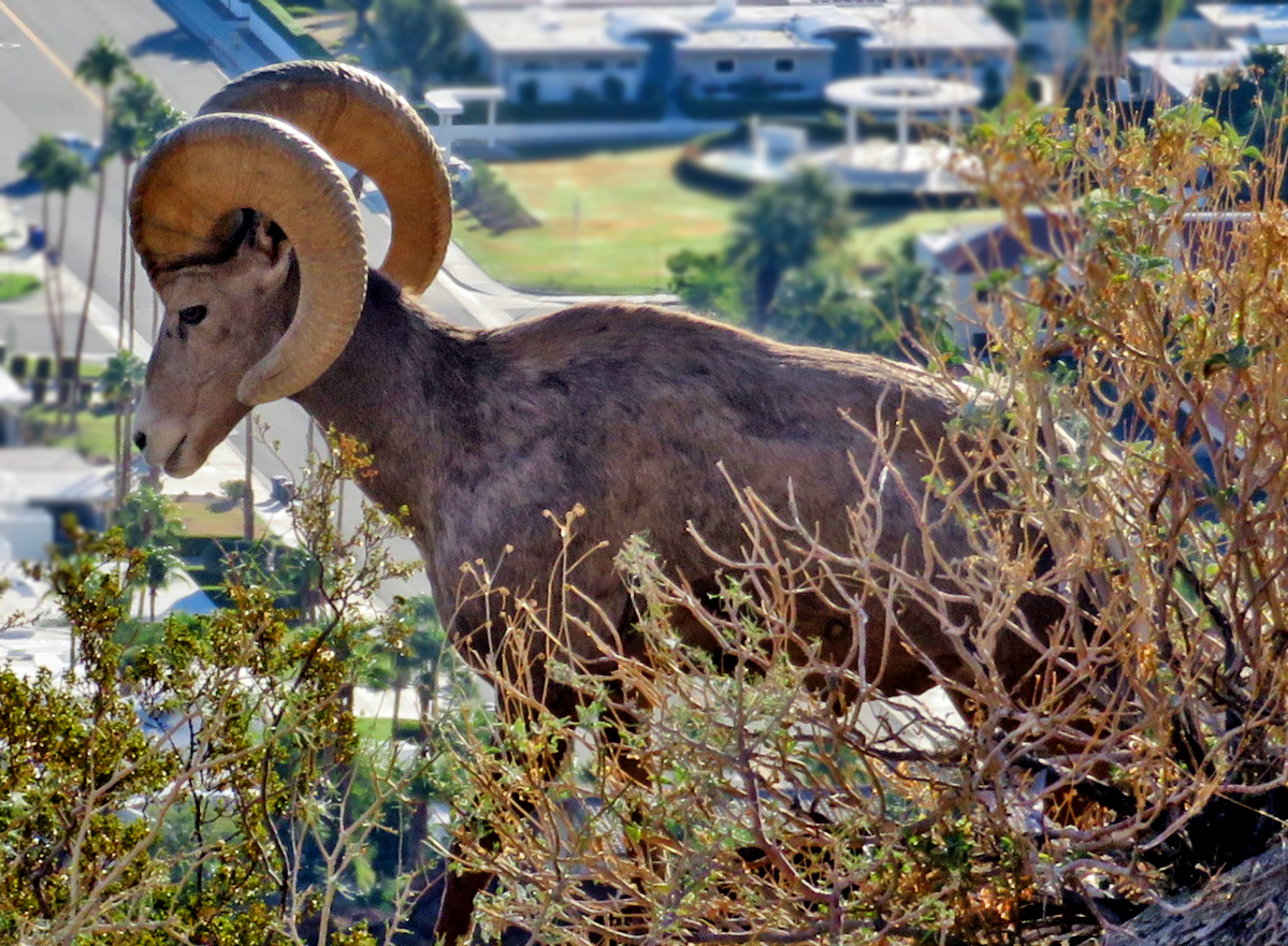 Big Horn on South Lykken Trail - Oct. 21, 2022
