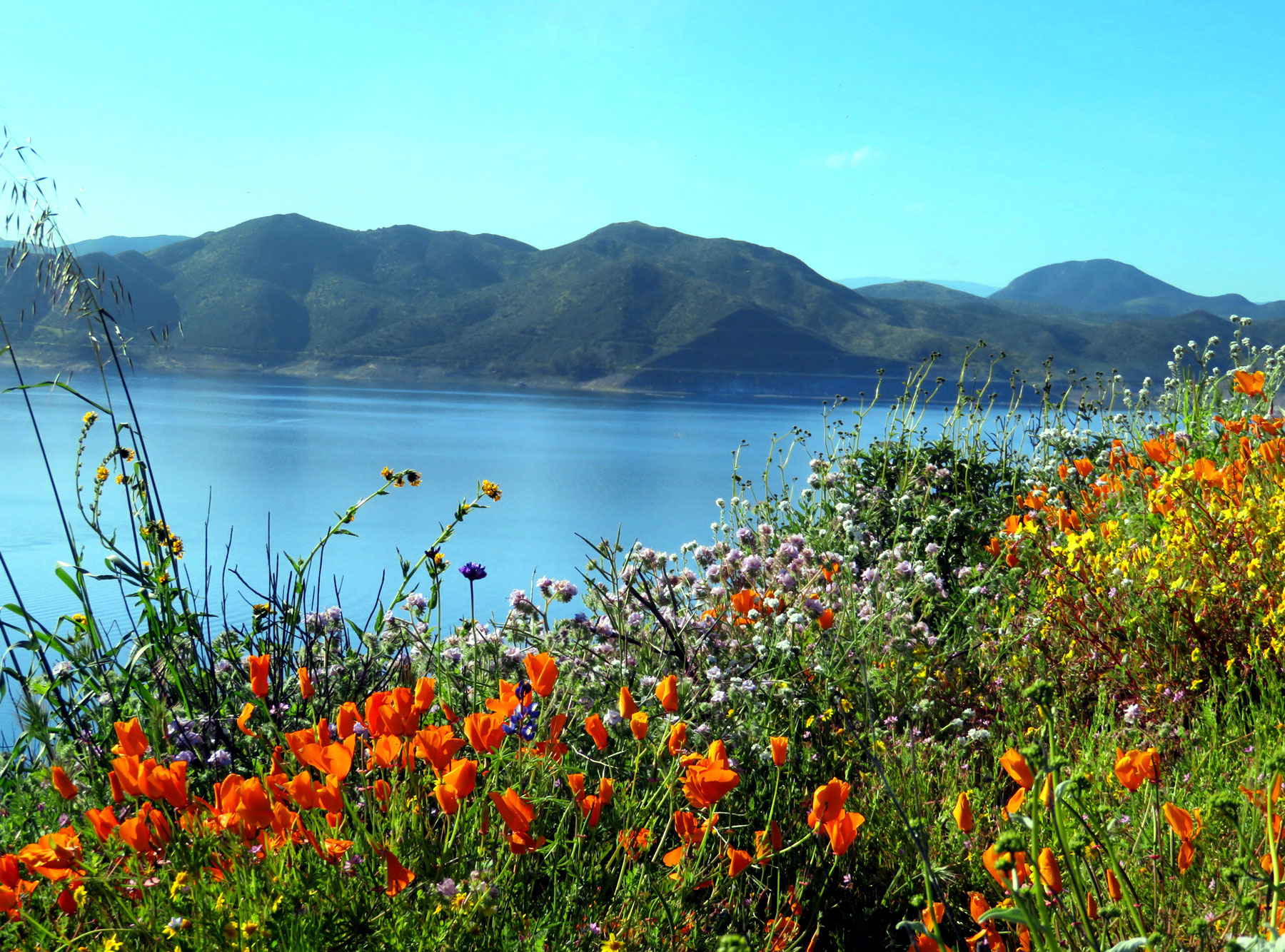 March 26, 2023 - Wildflowers at Diamond Valley Lake.