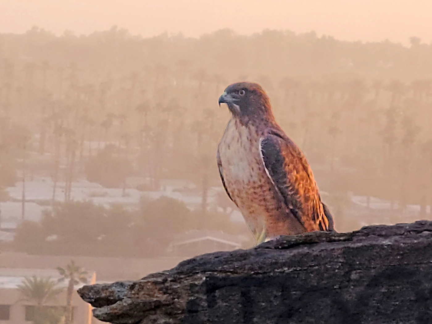 Red-tailed Hawk on the Chuckwalla Trail