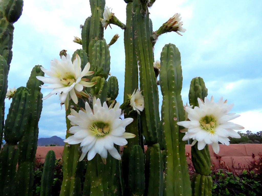 Blooming San Pedro Cactus