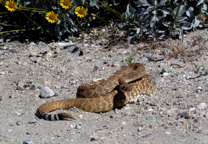 April 7, 2019 - Rattlesnake on Mission Creek Preserve Trail.