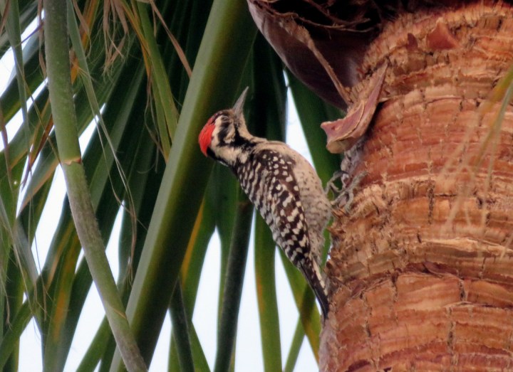 April 29, 2025 - Ladder-backed Woodpecker on palm tree.