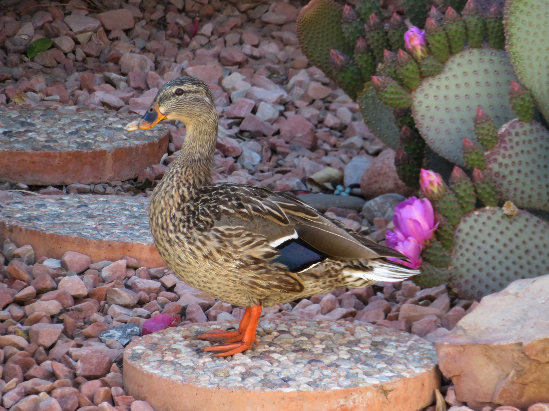 March 14, 2025 - Female mallard in the backyard.