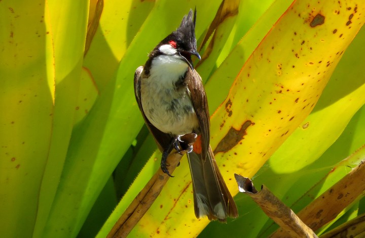 July 13, 2020 - A Red-whiskered Bulbul at Huntington Gardens.