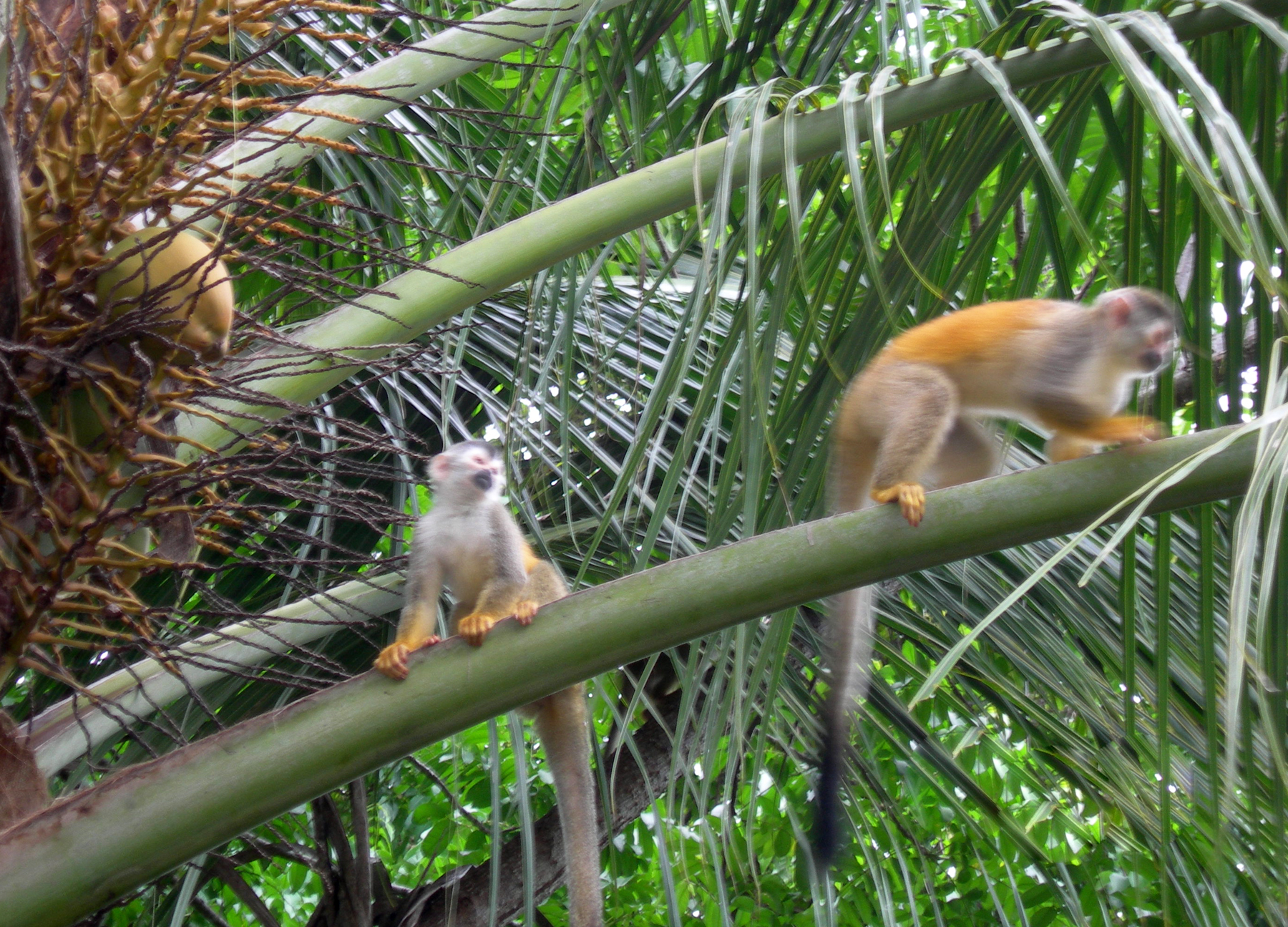 May 15, 2006 - Central American squirrel monkeys.