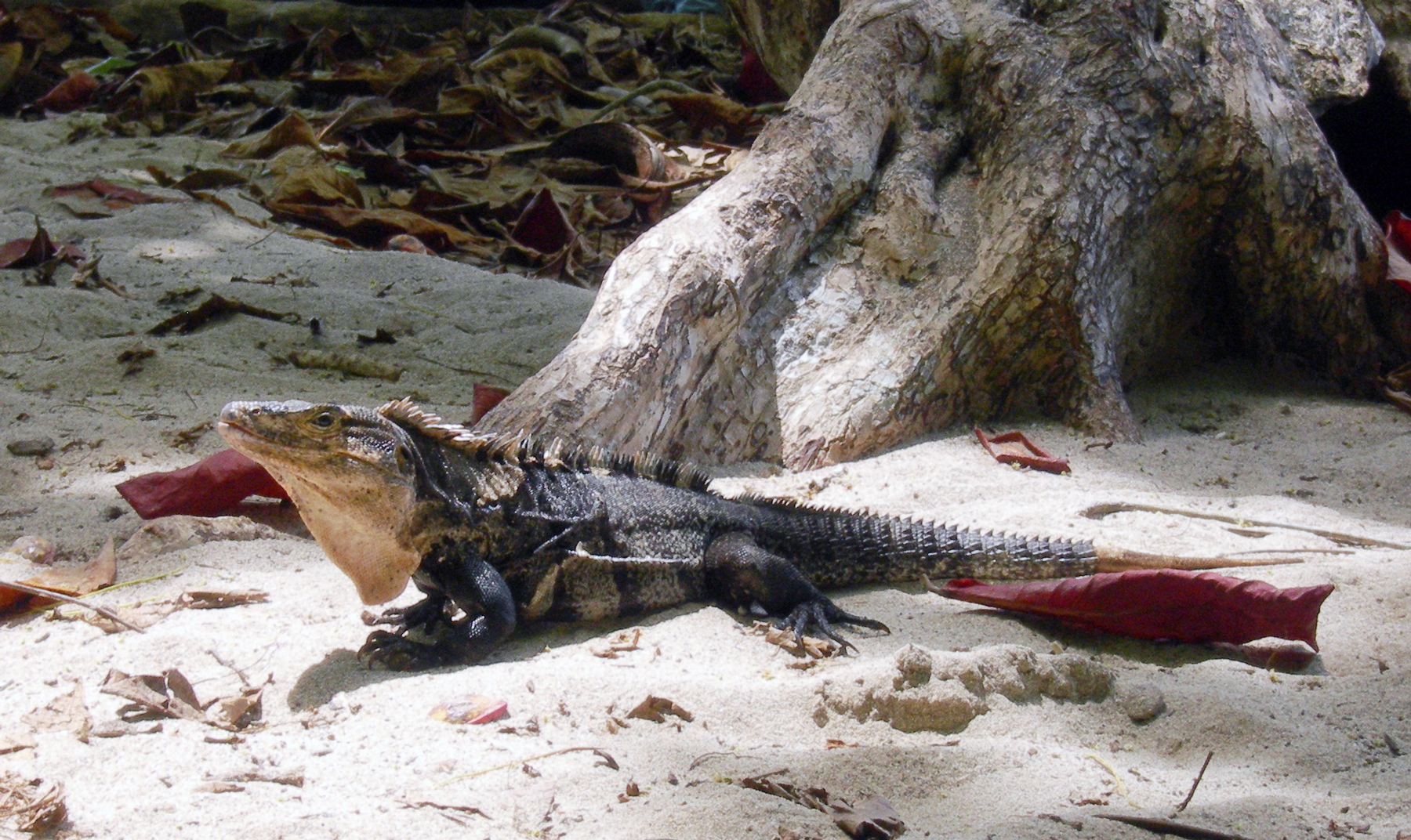 May 14, 2006 - Black Spiny-tailed Iguanas are everywhere.