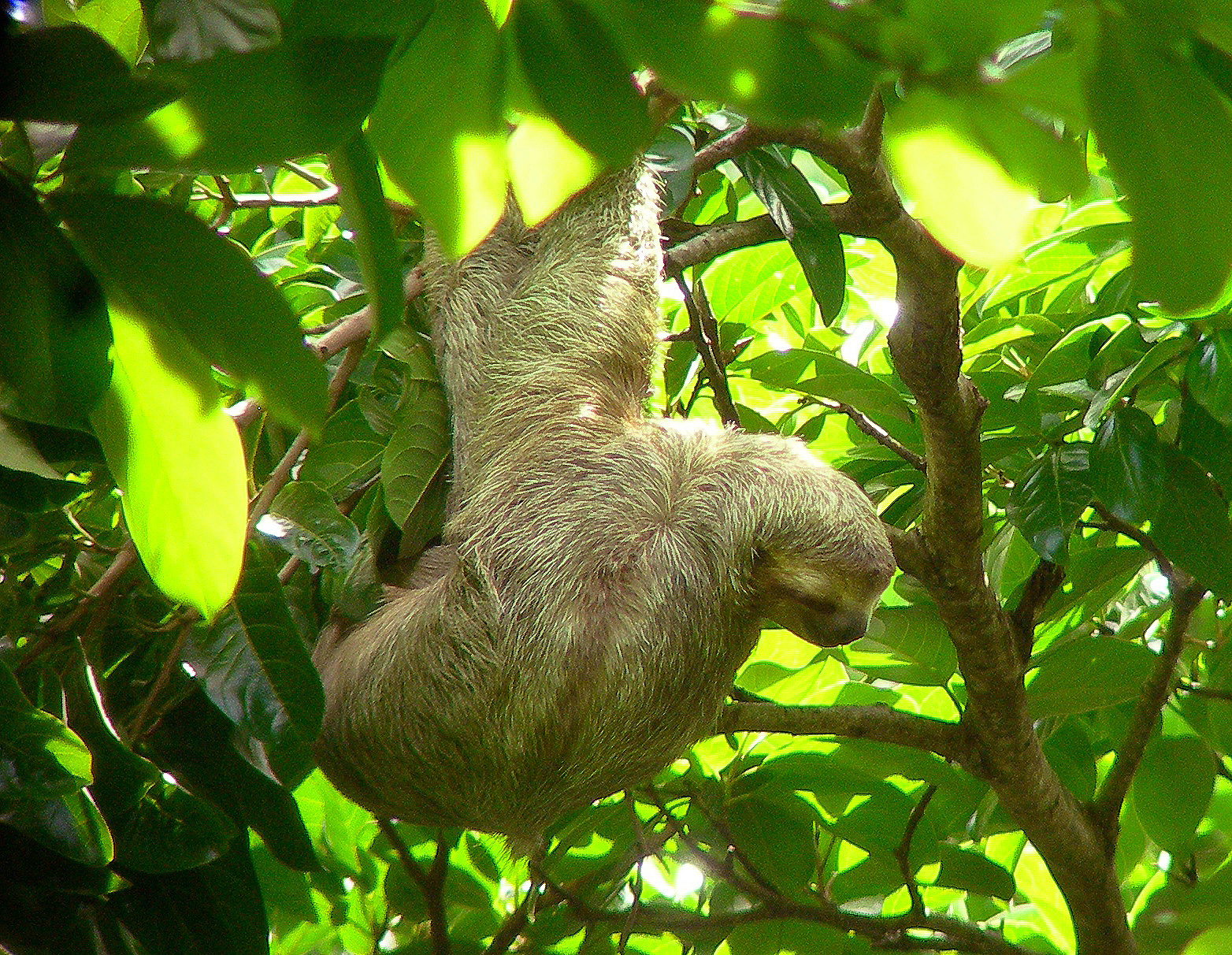 May 14, 2006 - Spotted a brown-throated sloth in the tree.