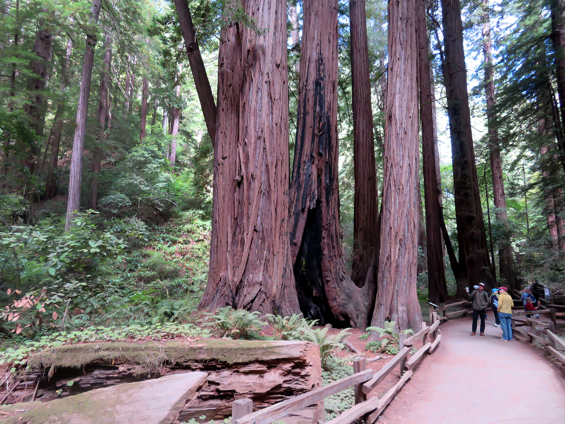 Muir Woods National Monument