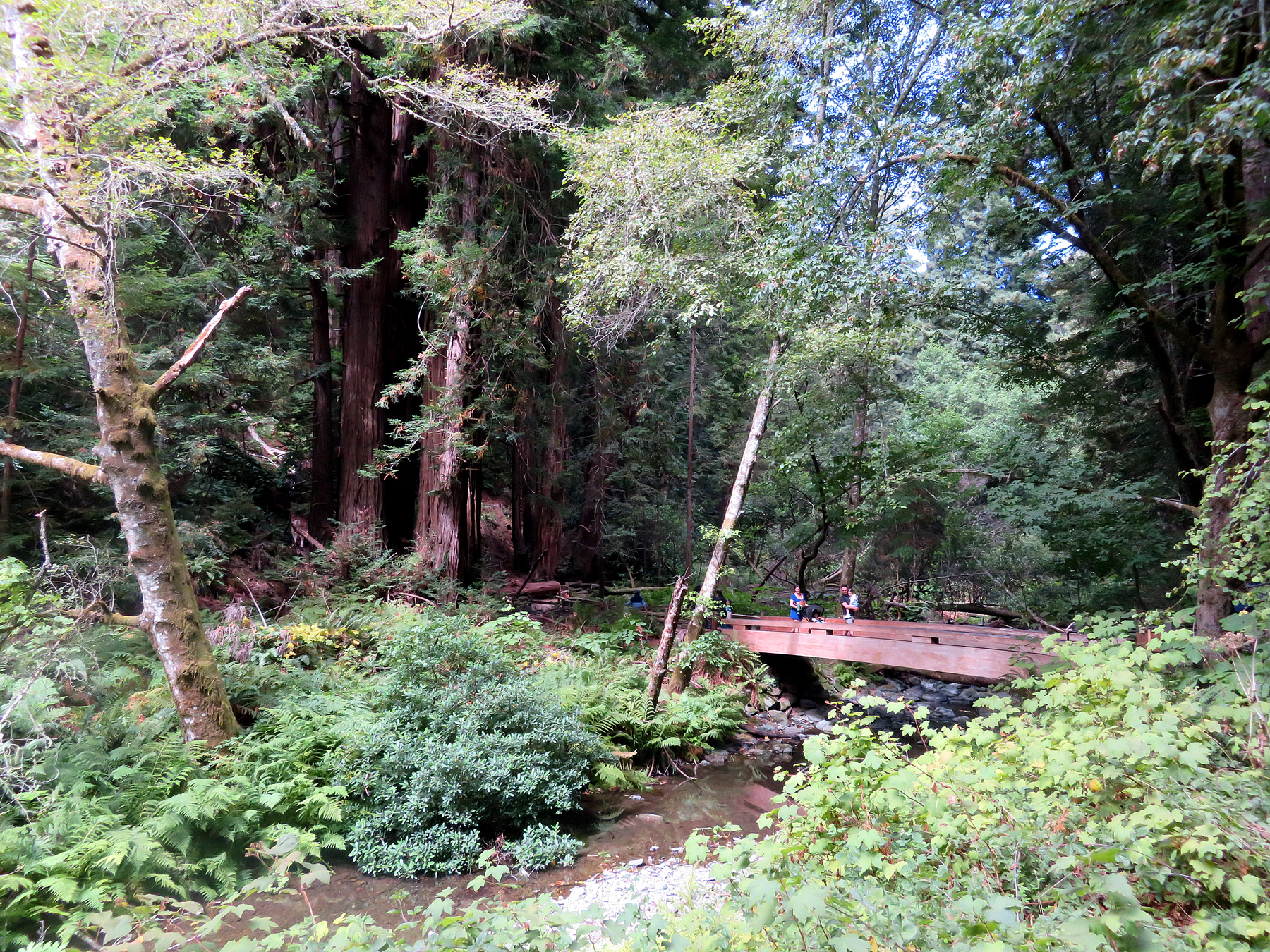 Muir Woods National Monument