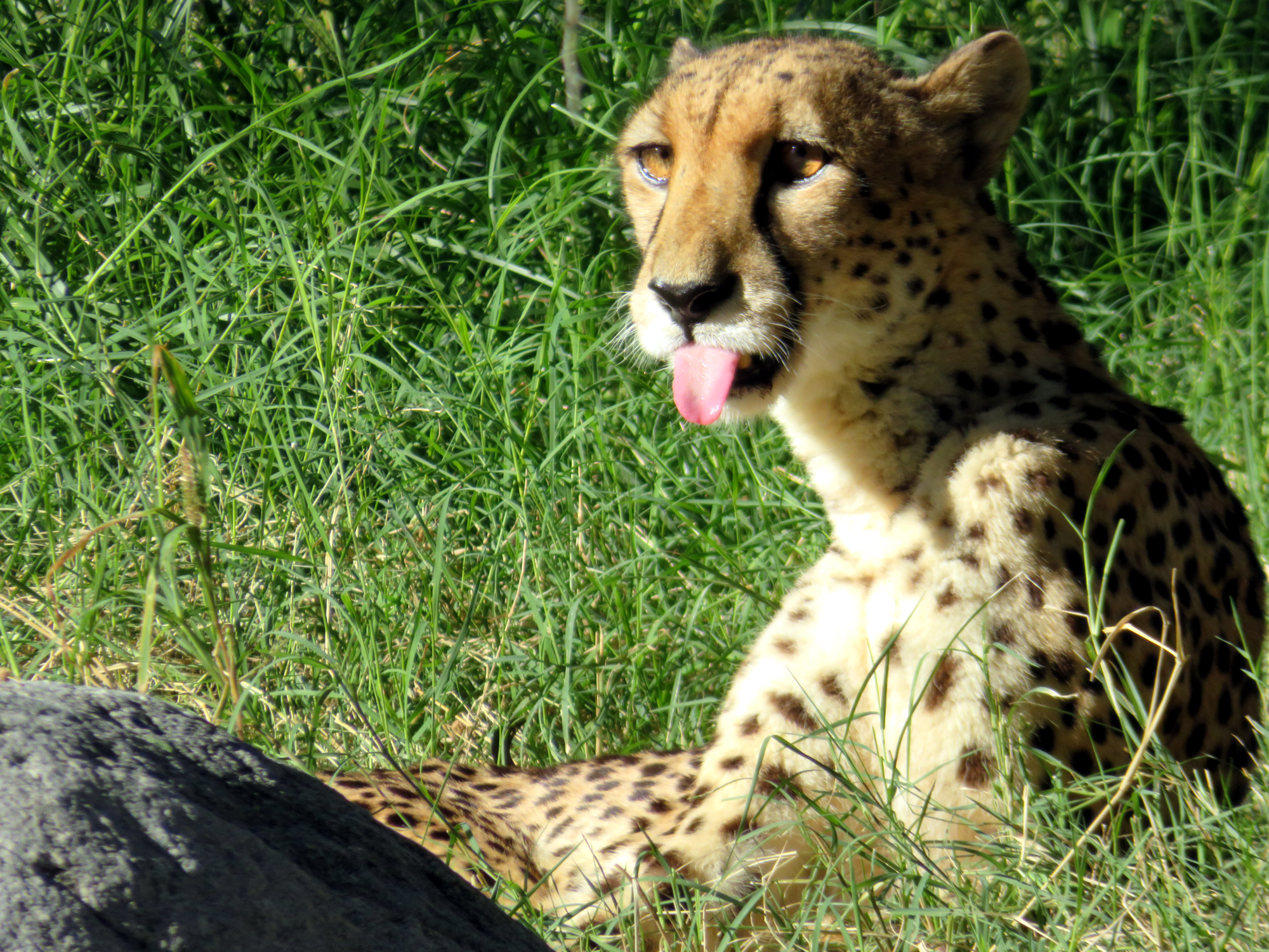 Cheetah at The Living Desert