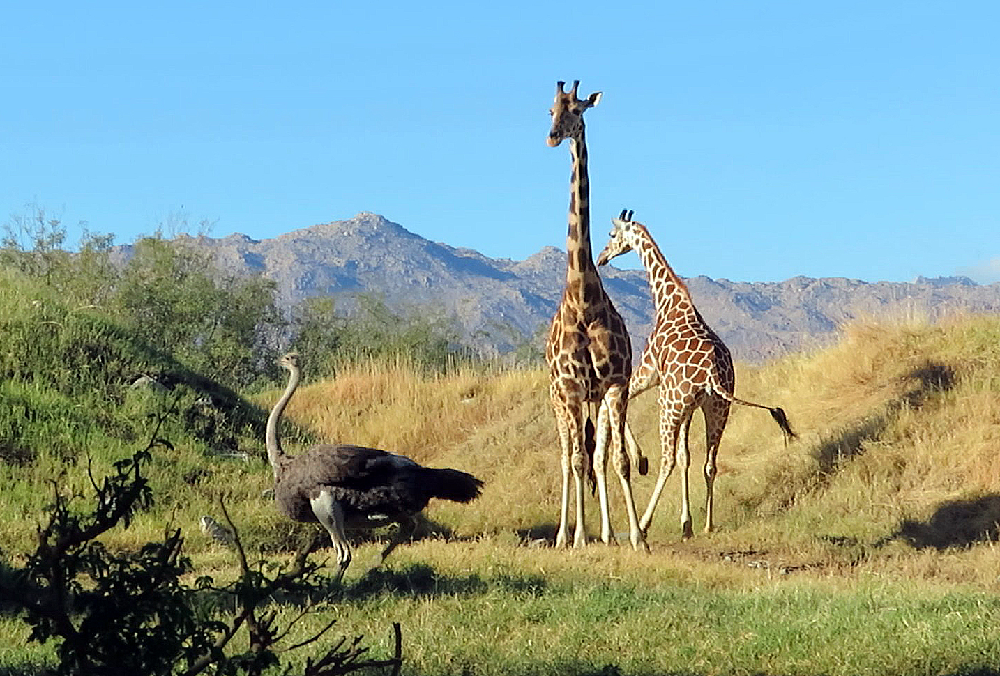 Nov. 20, 2025 - Giraffes and Ostrich