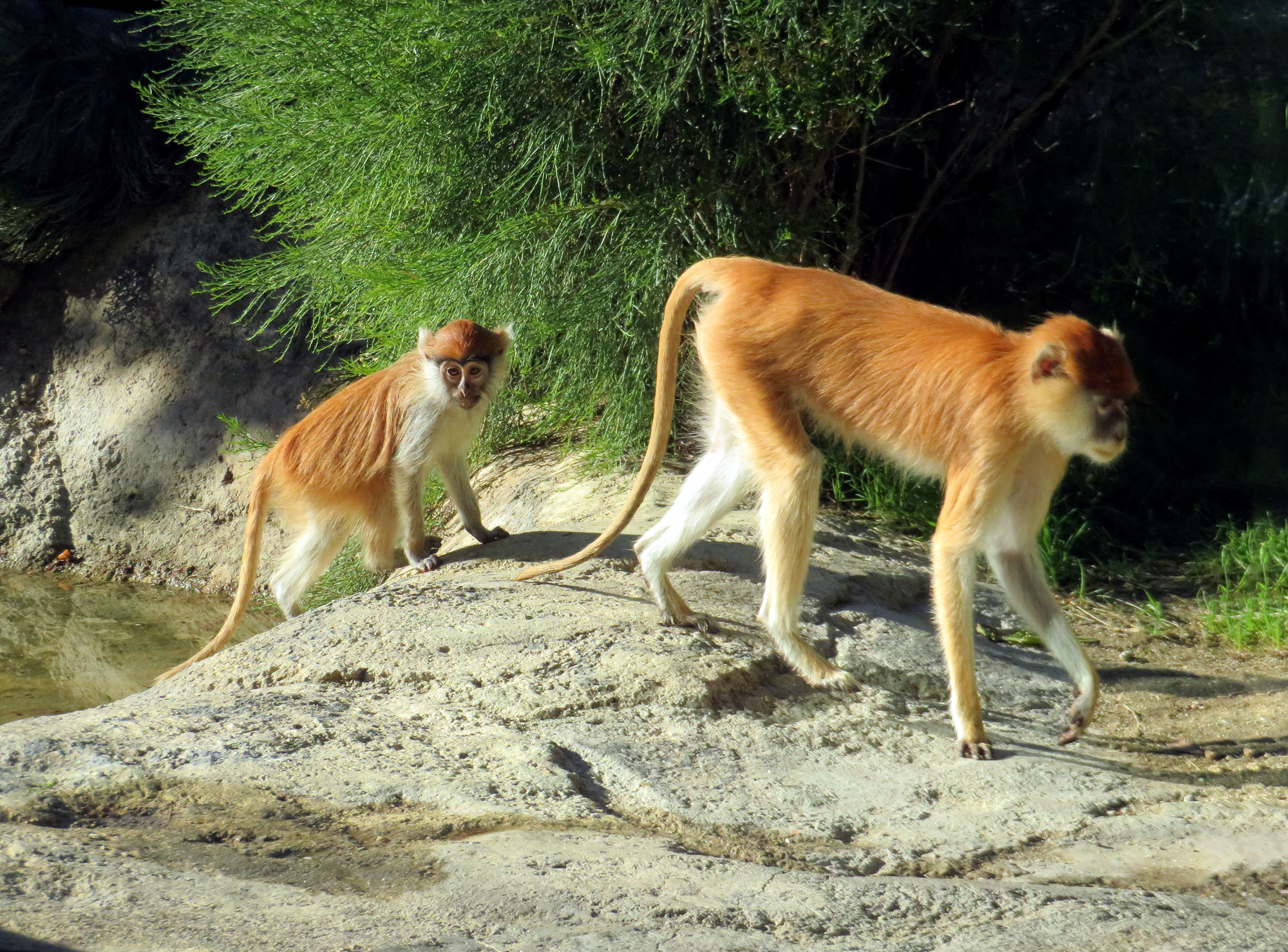Patas Monkeys Maisha and Naledi