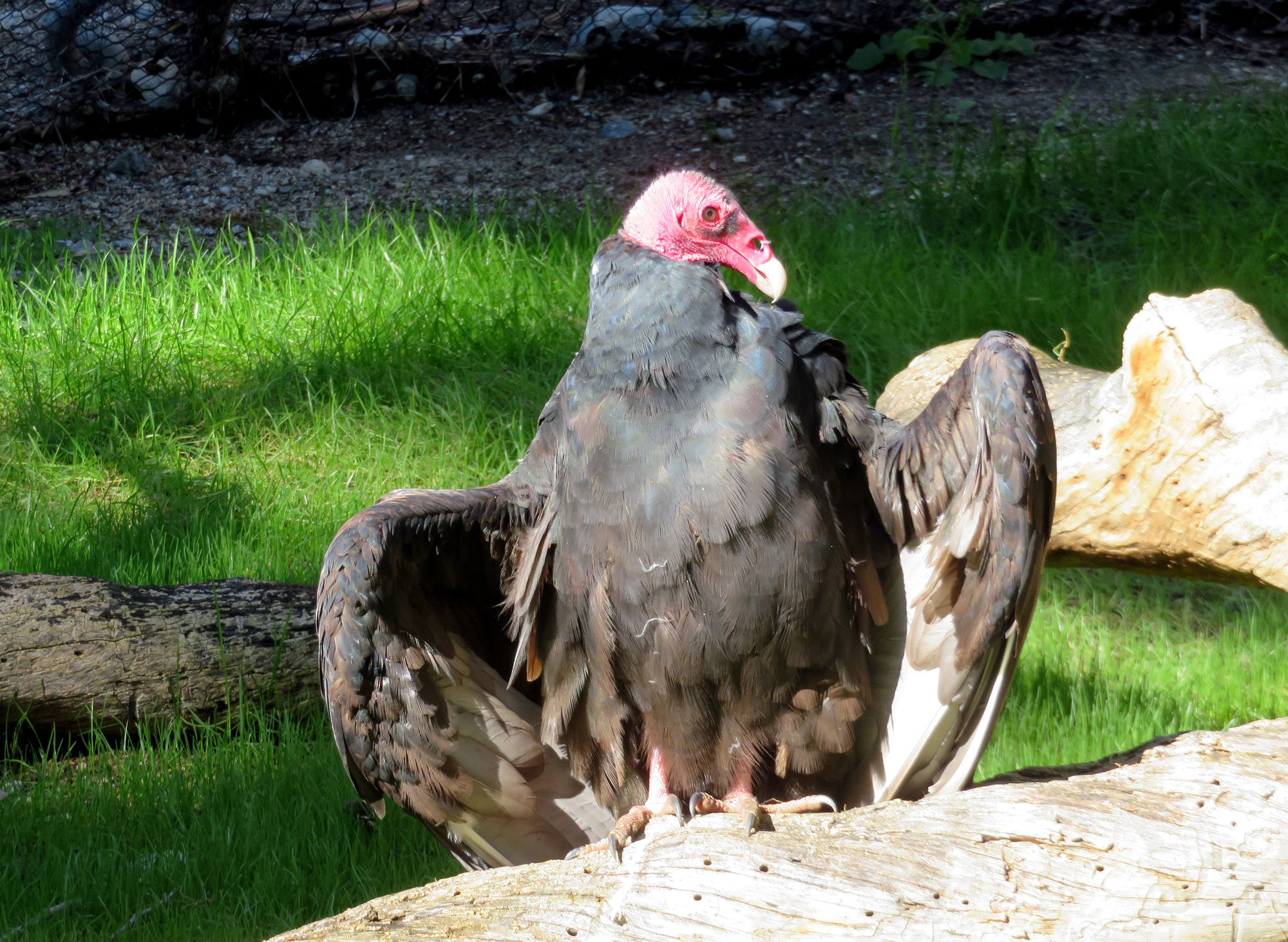 Nov. 20, 2025 - Turkey Vulture at The Living Desert.